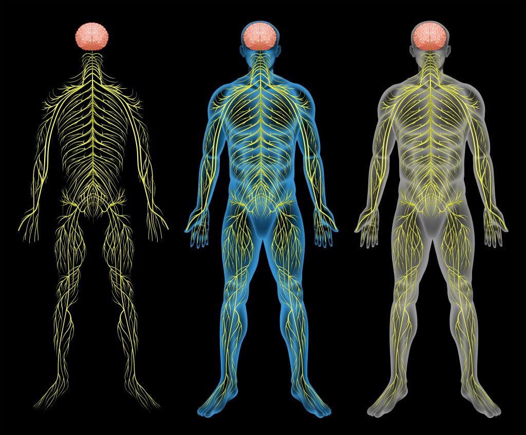 The human nervous system on a black background